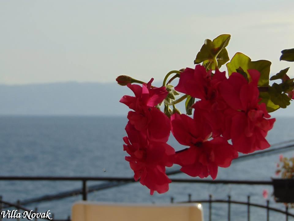 Villa Novak Ohrid Kültér fotó